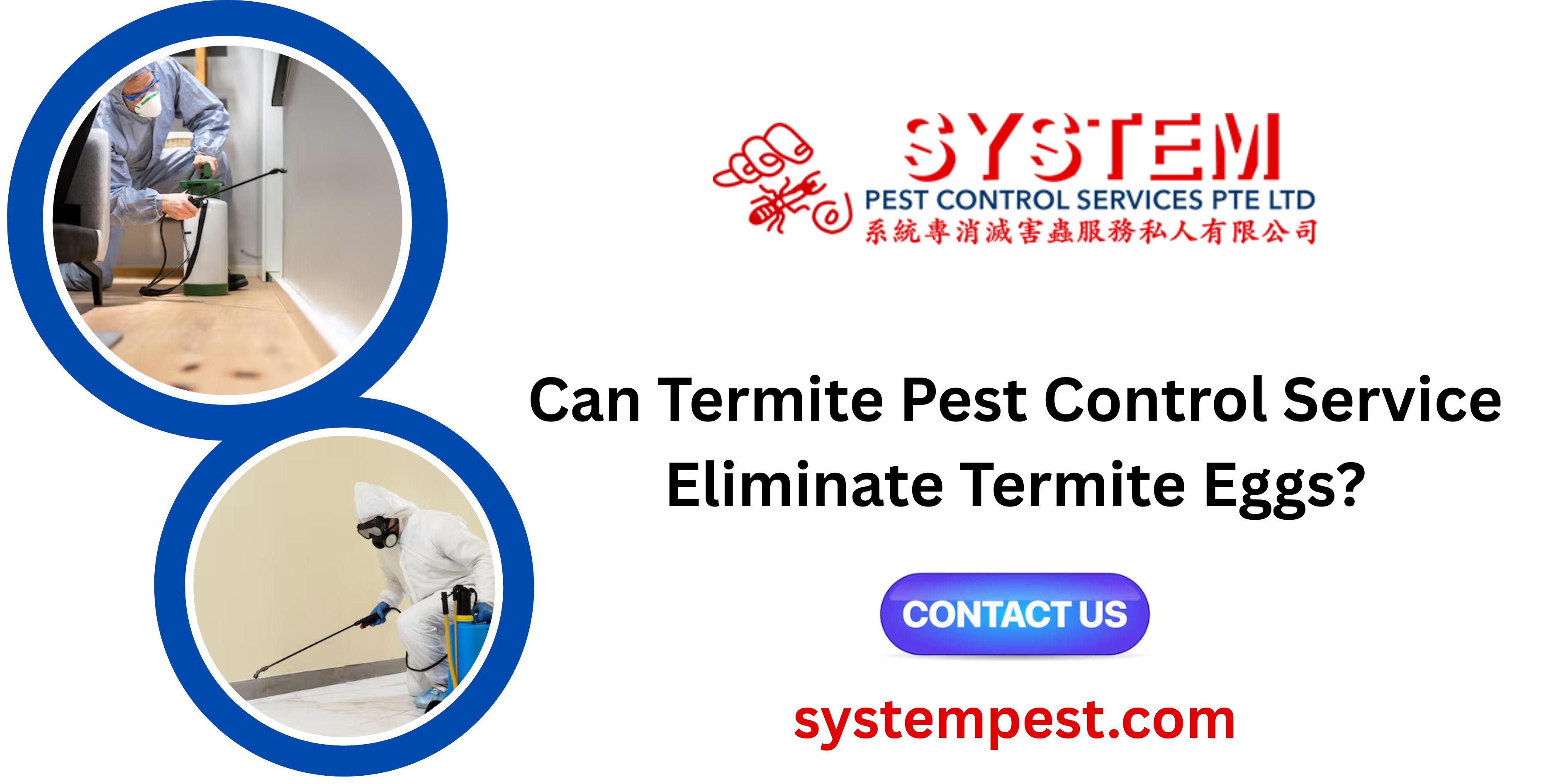 Can Termite Pest Control Service Eliminate Termite Eggs?